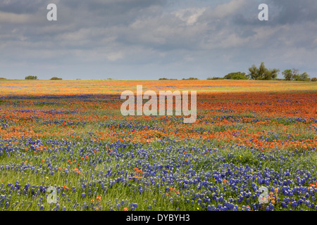 Field of Texas Bluebonnets et Indian Paintbrush fleurs sauvages avec soleil et ombres le long du Texas FM 362 à Whitehall, Texas. Banque D'Images