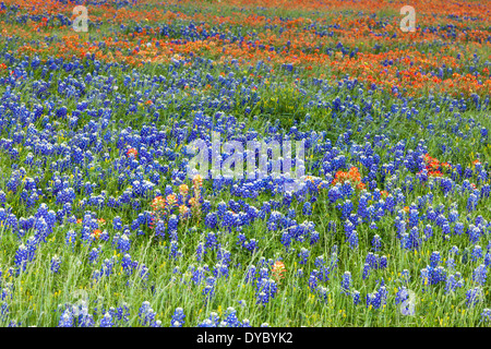 Champ de Texas Bluebonnets et fleurs sauvages de Pinceau indien le long du Texas FM 362 à Whitehall, Texas. Banque D'Images