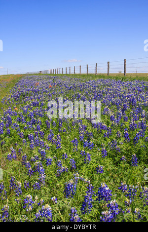 Texas Bluebonnets, Lupinus texensis et Indian Paintbrush, Castilleja indivisa, le long d'une ligne de clôture sur la FM 362 près de Whitehall, Texas. Banque D'Images