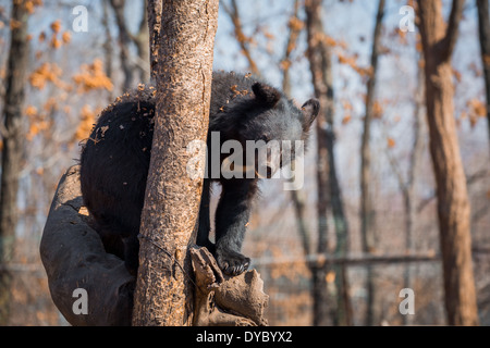 Ours noir d'Asie sittng sur l'arbre au zoo Banque D'Images