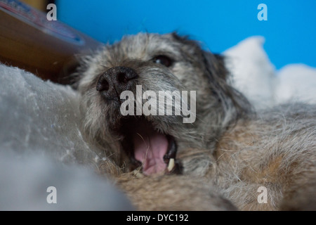 Couchage pour chien chien cheveux rêver Border terrier Banque D'Images