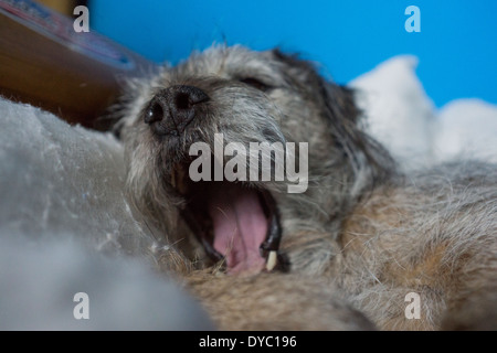 Couchage pour chien chien cheveux rêver Border terrier Banque D'Images