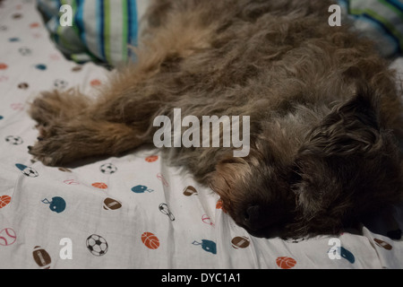 BORDER TERRIER PAW OREILLES VISAGE DORMIR Banque D'Images