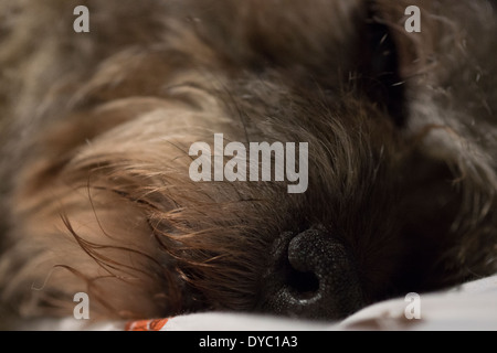 BORDER TERRIER PAW OREILLES VISAGE DORMIR Banque D'Images