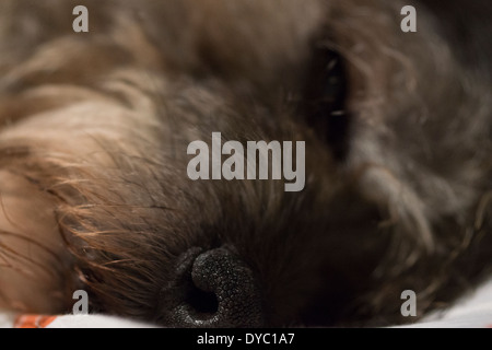 BORDER TERRIER PAW OREILLES VISAGE DORMIR Banque D'Images