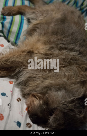 BORDER TERRIER PAW OREILLES VISAGE DORMIR Banque D'Images