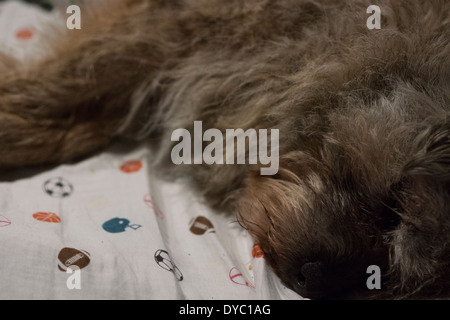 BORDER TERRIER PAW OREILLES VISAGE DORMIR Banque D'Images