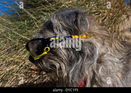 Border Terrier waring journée ensoleillée plage lunettes Banque D'Images