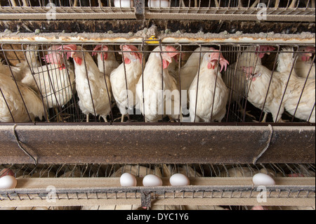 Des poulets dans des cages à une production conventionnelle, commerciale d'oeufs Banque D'Images