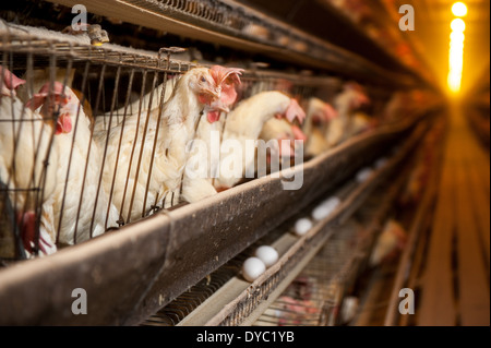 Des poulets dans des cages à une production conventionnelle, commerciale d'oeufs Banque D'Images