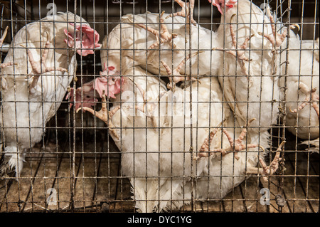 Des poulets dans des cages à une production conventionnelle, commerciale d'oeufs Banque D'Images