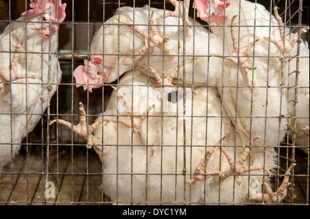 Des poulets dans des cages à une production conventionnelle, commerciale d'oeufs Banque D'Images