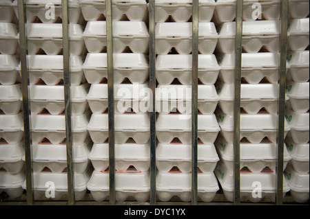 Tri des oeufs dans des cartons sur une ferme commerciale de production classiques Banque D'Images