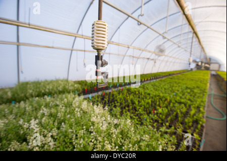Rangées de plantes dans une serre dans une pépinière Banque D'Images