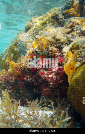 Colorful colonie de Split-couronne plumeau Anamobaea orstedii vers, dans un récif de corail, la mer des Caraïbes, Bocas del Toro, PANAMA Banque D'Images