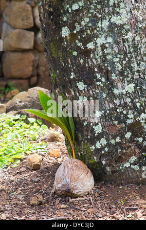 Cococotier (Cocos nucifera) croissant à partir de graines sur le sol à côté d'un cocotier mature dans le jardin de Limahuli, Kauai, îles hawaïennes Banque D'Images