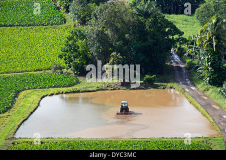 Taro cultivant des champs inondés avec un tracteur, Kauai, Hawaï Banque D'Images