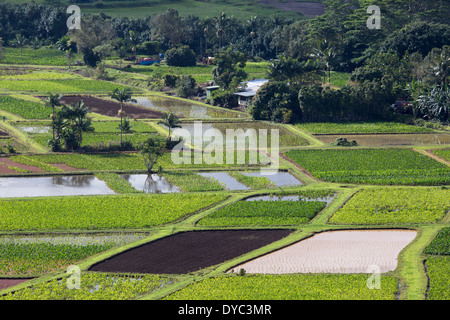 Taro cultures en stades mixtes de croissance dans la vallée de Hanalei Banque D'Images