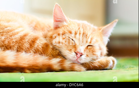 Joli chat dormir. Rouge orange pacifique chaton mâle tabby dormir recroquevillé Banque D'Images