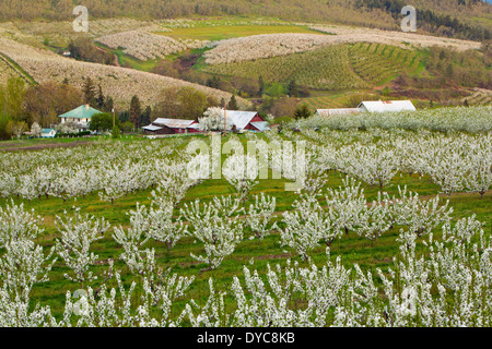 Floraison printanière dans les vergers de cerisiers de Mosier, Oregon. USA Banque D'Images