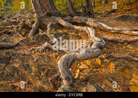 Racines d'un noueux le pin ponderosa, le long des rives du Lac McDonald dans le Parc National de Glacier National Park du Montana à l'automne Banque D'Images