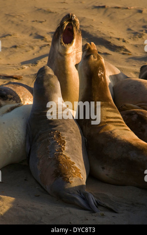 Les éléphants de mer (Mirounga augustirostris) réunis sur une plage près de Piedras Blancas, California, USA. sauvage. Banque D'Images