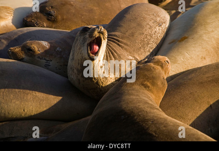 Les éléphants de mer (Mirounga augustirostris) réunis sur une plage près de Piedras Blancas, California, USA. sauvage. Banque D'Images