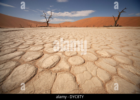 Les fissures et les profils de la surface sèche et des arbres morts à Deadvlei , Namib Naukluft Park, Namibie, Afrique Banque D'Images