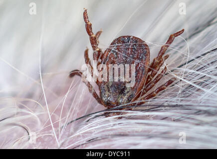 Eichwalde, Allemagne. 6ème apr 2014. Une tique Dermacentor reticulatus) se hisse sur la fourrure d'un chien en Eichwalde, Allemagne, 6 avril 2014. Les tiques sont des parasites qui peuvent transmettre une variété de maladies sur les humains. Photo : Tim Brakemeier/dpa/Alamy Live News Banque D'Images