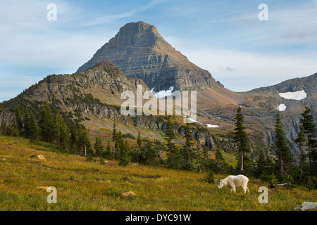 Une chèvre de montagne (Oreamnos americanus) broute les herbes du Parc National des Glaciers, parc national à l'automne. Le Montana. USA Banque D'Images