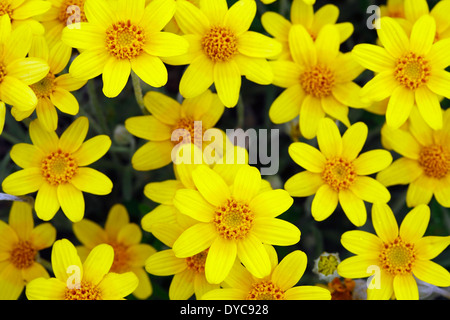 Soleil de l'Oregon (Eriophyllum lanatum var. integrifolium) croissant dans la Columbia River Gorge, Oregon. Au printemps. USA Banque D'Images