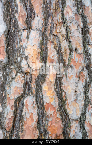 La texture de l'écorce de pin sylvestre fond image verticale. Banque D'Images