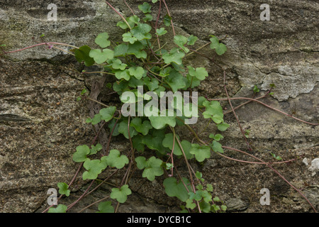 Lin Ã feuilles d'Ivy / Cymbalaria muralis poussant dans un mur de pierre. Banque D'Images