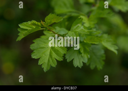 Les jeunes feuilles de l'arbre d'aubépine Crataegus / - éventuellement de Midland Aubépine Crataegus / oxyacanthoides par opposition à l'Aubépine commune. Banque D'Images