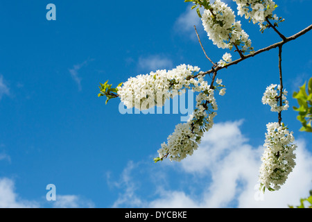 Prunus avium 'Early rivers'. Eating cherry blossom tree Banque D'Images