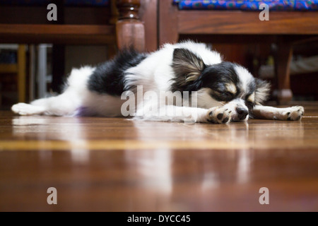 Chihuahua poil long sommeil sur le plancher en bois, stock photo Banque D'Images