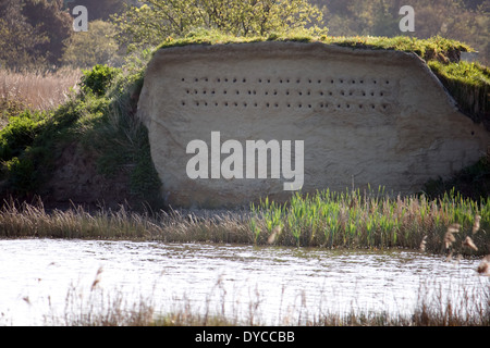 Site de nidification artificiels pour le sable Martins au lac Radipole,Weymouth Dorset. Banque D'Images