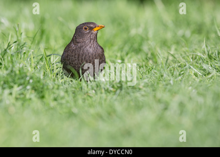 Femme Merle noir (Turdus merula) debout dans l'herbe Banque D'Images