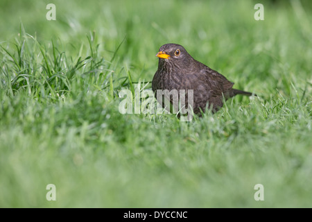 Femme Merle noir (Turdus merula) debout dans l'herbe Banque D'Images