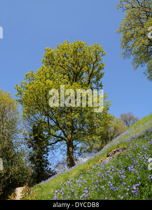 Banque d'Espagnol bluebells avec arbres entrée en leaf against a blue sky Banque D'Images