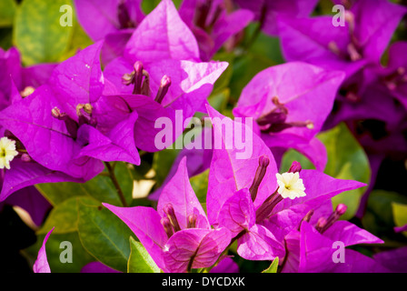 Fleurs violettes de bougainvilliers plante dans un jardin. Banque D'Images