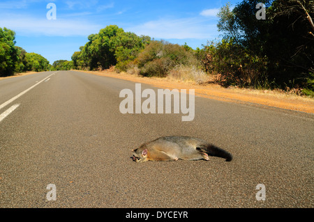 Common Brushtail Possom Roadkill (Trichosurus vulpecula), Kangaroo Island, Australie du Sud, SA, Australie Banque D'Images