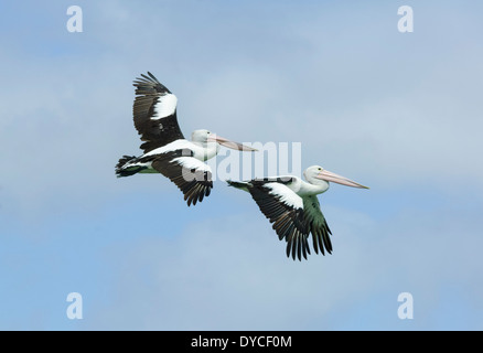 (Pelecanus conspicillatus pélicans australiens) - Australie du Sud Banque D'Images