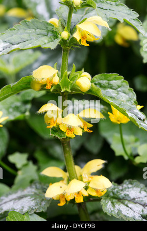 Archange jaune (Lamiastrum galeobdolon / Deadnettle) Banque D'Images