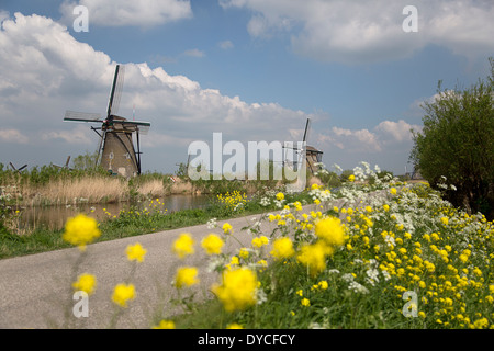 Dutch windmills avec fleurs floues sur le premier plan, site du patrimoine mondial de l'UNESCO Kinderdijk, Pays-Bas Banque D'Images