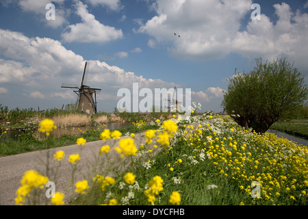 Dutch windmills avec fleurs floues sur le premier plan, Site du patrimoine mondial de l'UNESCO Kinderdijk, Pays-Bas Banque D'Images