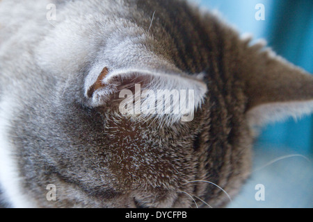 Close-up d'un domestique tabby oreilles de chat et des cheveux auriculaire Banque D'Images