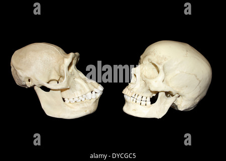 Comparaison entre le crâne de chimpanzé femelle et les droits de l'Homo sapiens moderne Banque D'Images