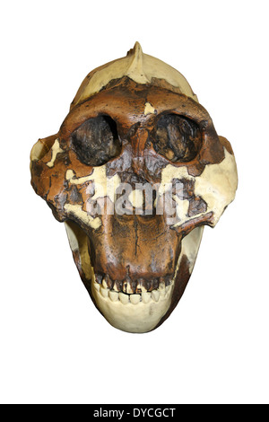 Crâne d'australopithecus boisei homme Casse-noisette Banque D'Images