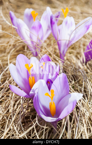 Fleurs de Crocus dans un ciel ensoleillé et sec pré. Close-up, détails, macro Banque D'Images